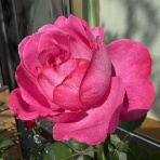 きよひめの気ままにロザリアン