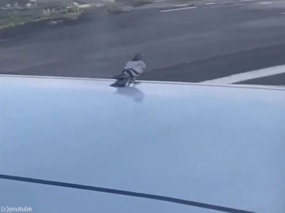 飛行機の翼で「余裕顔」のハトだったけど…加速は想定していなかった