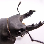 クワガタ備忘録