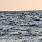 新潟県　寝屋漁港　功晴丸　第八功晴丸　潜りの眼