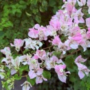 ブーゲンビリア　やさしい色　「紙の花」