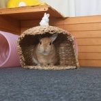 うのくらし