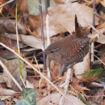 野鳥は可愛い♪ ２