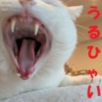 ゆずの本箱