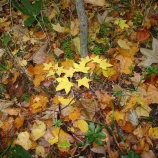 『芦別市の山で』の画像