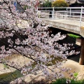 4/6(月)〝竹ヶ端運動公園〟〝集会所裏水呑川土手〟サクラ並木の散策(^.-)☆(15)