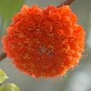 ★たかが虫ゴムされど虫ゴム春隣