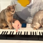 聞き慣れない音にイカ耳の猫たち