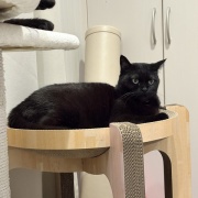 【猫写真】くつろぎ方で黒猫を見分ける
