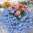 玄関脇の花
