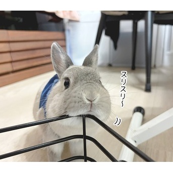 うさぎのルリ(10/27追記)