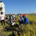 令和7年、稲刈り🌾体験（10月17日（金曜日））