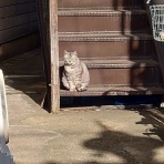 レッツGo! フュージョン