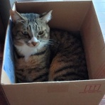 にゃんズの母（認知症と猫とわたし）