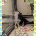 可愛いチワワです