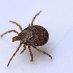 【マジ注意】ある猟友会の会員がマダニに噛まれる　→　ほとんどの人が知らない深刻なアレルギーが発症して◯◯◯◯が食べられなくなってしまう…(((( ；ﾟДﾟ)))