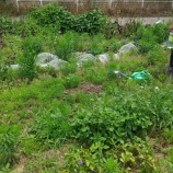 『3週間ぶりの畑はジャングルだった』の画像