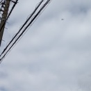 大空に濁音のあり龍天に：やんま．