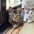 羽黒くんと日向ちゃんのずっとのおウチ。
