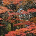 散策コースの紅葉を11/18