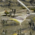 2026年10月12日の野鳥公園