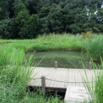 下田の杜生き物日記