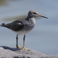 2026年5月15日の野鳥公園