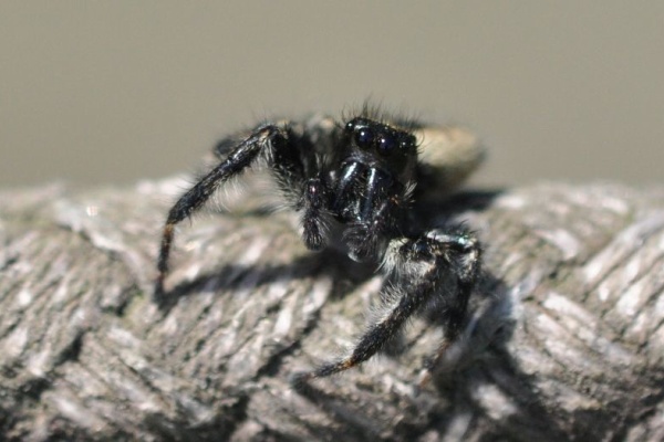 蜻蛉漫遊記 クモ