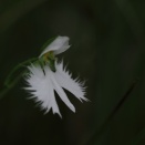 湿地に舞う・・・サギソウ