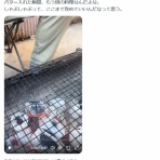 わんこーる速報！