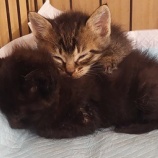 『子猫ちゃん、頑張っています』の画像