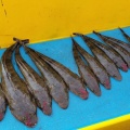 今週のお魚