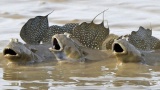 【画像】彡(ﾟ)(ﾟ)←こいつそっくりな魚見つけたンゴｗｗｗｗｗｗ