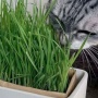 【衝撃事実】「猫がなぜ猫草を食べるのか？」猫研究者によって、その理由がついに判明！　「あれ、吐くためじゃなくて◯◯だったんだ…」