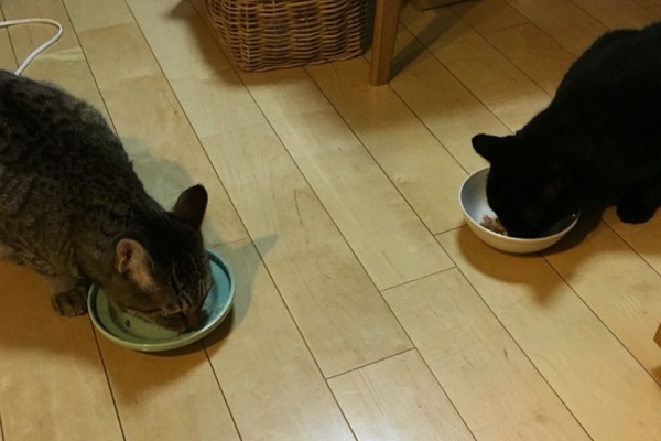 Totojijilife トトさんとジジさんがいる生活