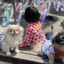 こいのぼり🎏