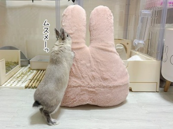 うさぎのルリ(10/13追記)