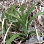 天然食材探しへ近くに気軽に出かけよう！