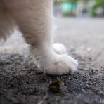 画像フォルダは猫ばかり