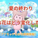 夏の終わり、お花はどう変化した？【プクモッチのお花相場情報】
