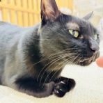 annex ニャンコのずっとのお家探し。