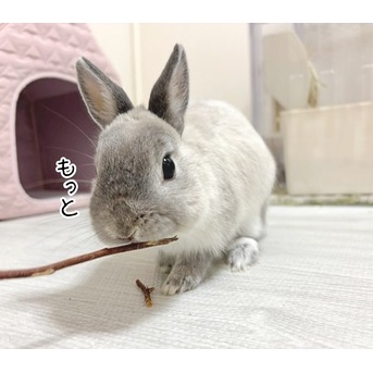 うさぎのルリ(3/10追記)