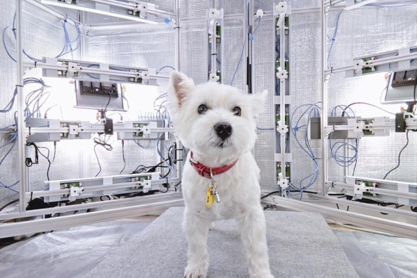 たかシェフのおうちごはん と 白い犬 と チワワ 3dコピー Powered By ライブドアブログ