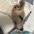 抱っことねんねの１日