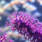 リ楽ックスして海水魚
