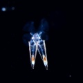 5月9日　刺激的な水中生物