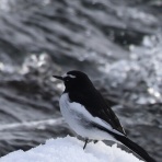 アナベルにかこまれて