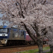 貨物列車の春　= 東海道の釜 =