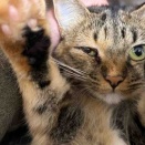 猫は人の何処に懐くか　20260110