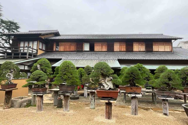 [雨竹亭] 【豊似川石(台座付)】添景　添配　水石　盆栽　盆景　盆石　鑑賞石 水石 「豊似石」 盆石 天然石 すいせき 台座付き 現品限り 送料無料